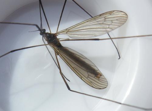 Pilaria discicollis